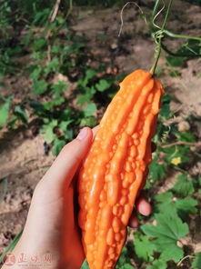 吃瓜认证,吃瓜认证，带你走进明星幕后生活