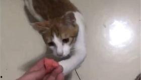 猫猫吃瓜搞笑视频
