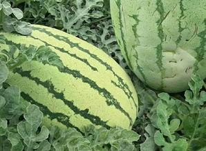 大青色的瓜怎么吃,大青色瓜果的多样食法探索