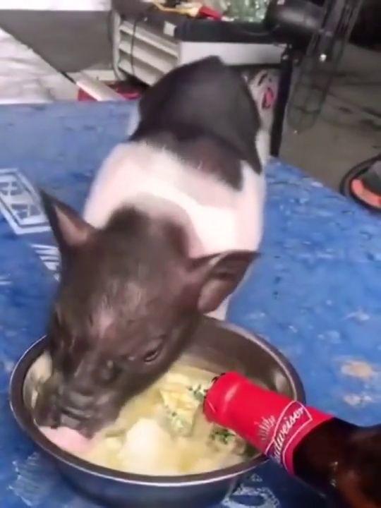 搞笑猪吃瓜,搞笑猪吃瓜,瓜田笑果连连