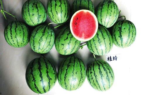 绿盟科技 吃瓜,吃瓜群众眼中的网络安全“守护神”