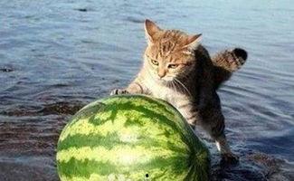 水果猫吃瓜,水果猫的夏日瓜果盛宴