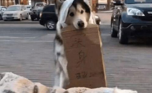 机车吃瓜狗,揭秘铁路运输中的趣味瞬间