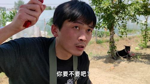 在线吃瓜是真的吃瓜吗,在线吃瓜,究竟是不是真的吃瓜?