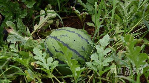留学吃瓜英区,揭秘留学生活中的“吃瓜”瞬间